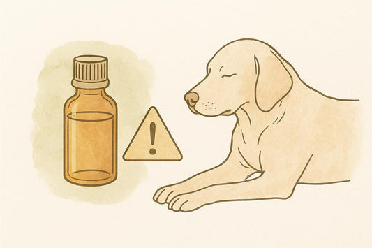 Illóolajok kutyák allergiás tüneteire: hasznos vagy veszélyes?