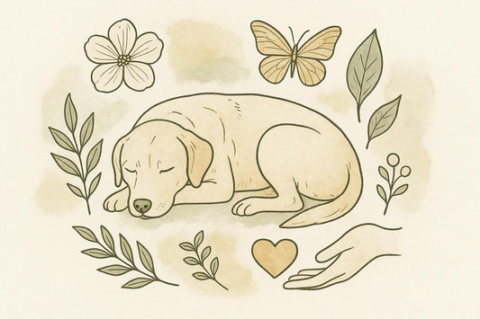 Kontakt allergia kezelése gyógyszerek nélkül kutyáknál: Teljes útmutató természetes és otthoni megoldásokhoz