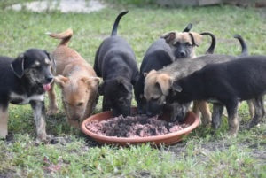 Menhelyi kiskutyák közösen esznek egy tál ételt, amely HUMAC Natur AFM® táplálékkiegészítővel van megszórva, támogatva az egészségüket.